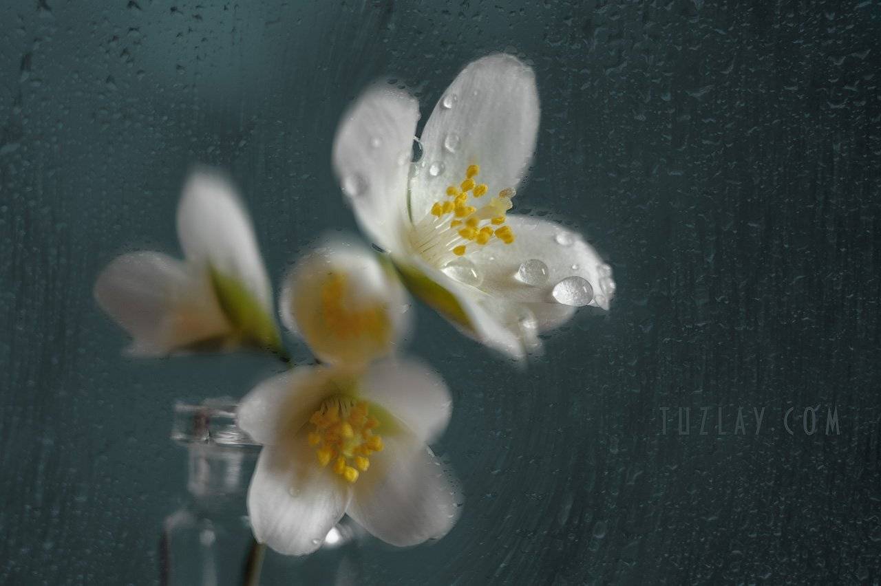весна во флаконе, жасмин, капельки, Владимир Тузлай