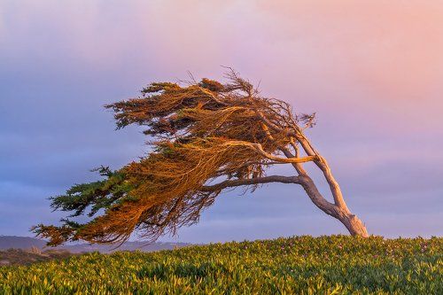 *Застывший ветер*