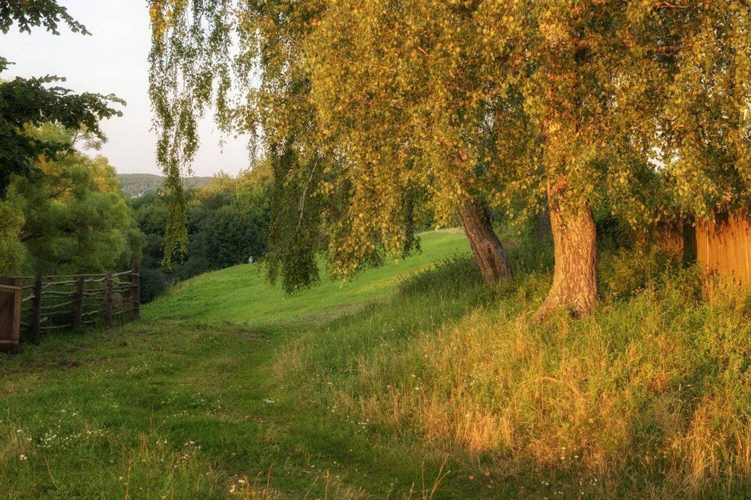 пейзаж,природа,лето,березы,вечер,тропинка,вечерний свет, Юлия Лаптева