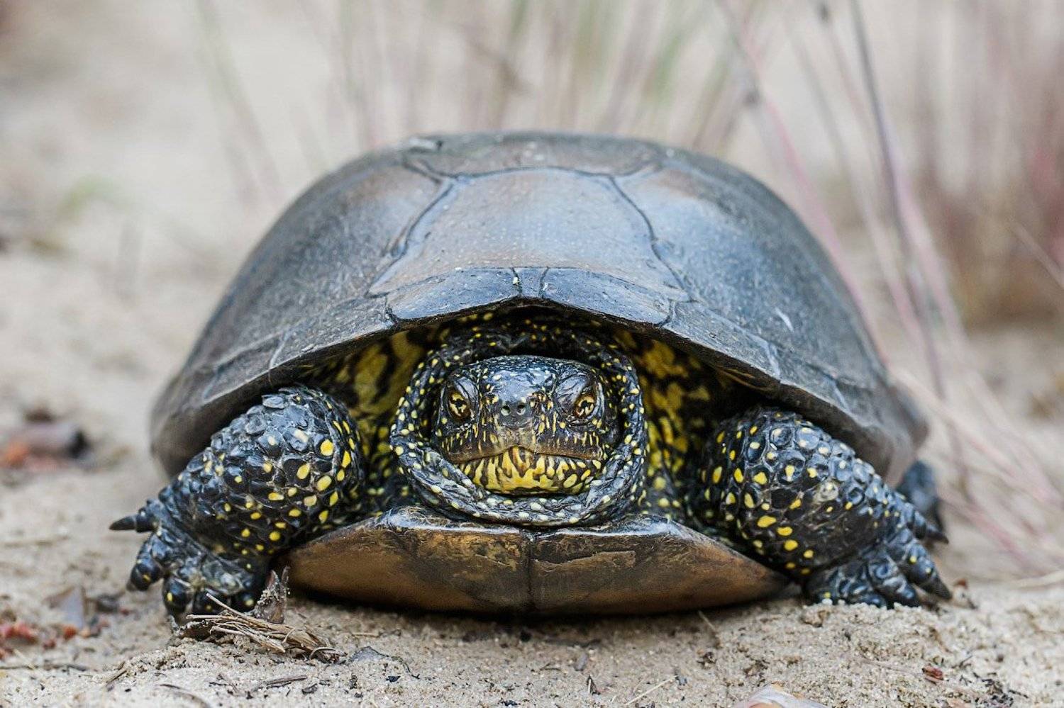 черепаха, Pavel Lychkousky