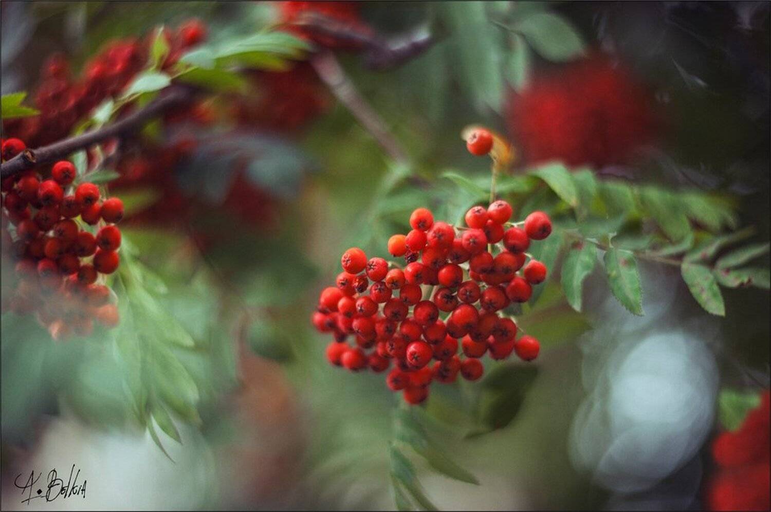 , Ариадна Белкина