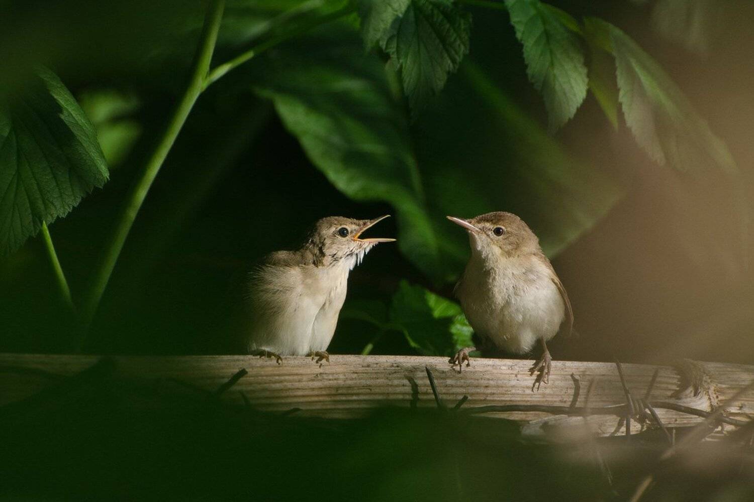 птицы, Михаил Агеев