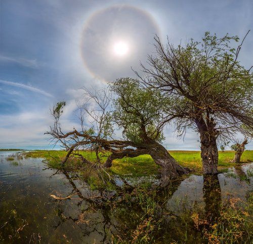 История, как деревья переносили гало.