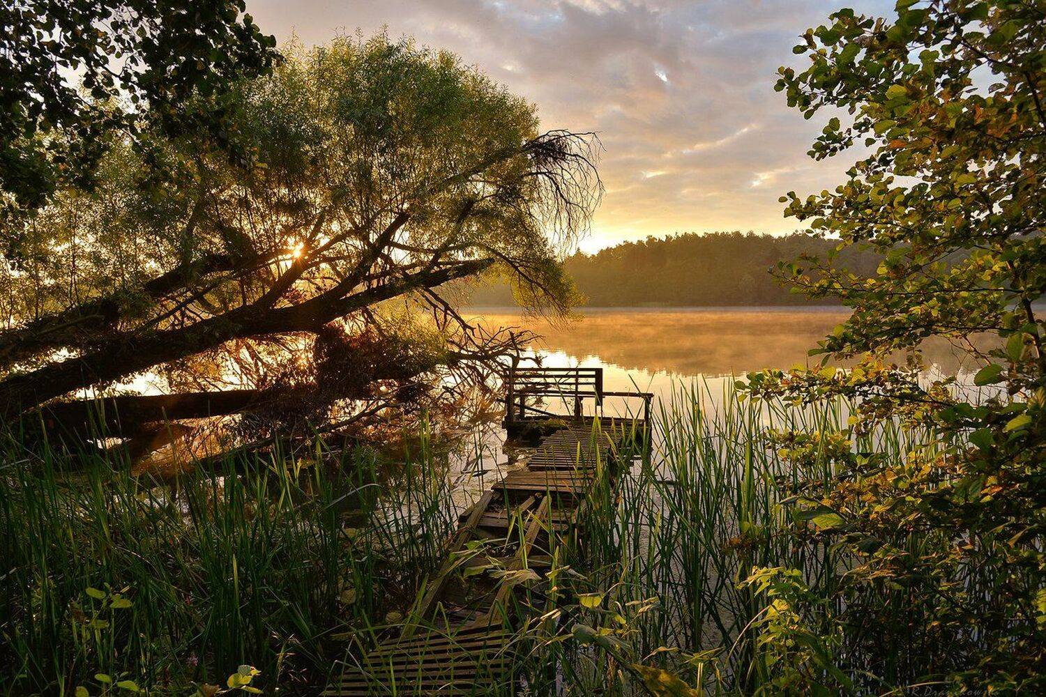 morning lake water tree bridge green poland sun wood, Radoslaw Dranikowski