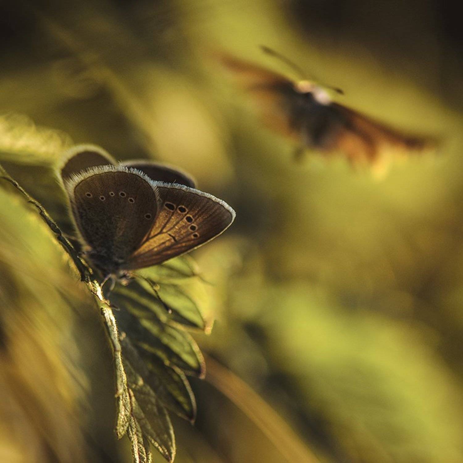 , Татьяна Аверина