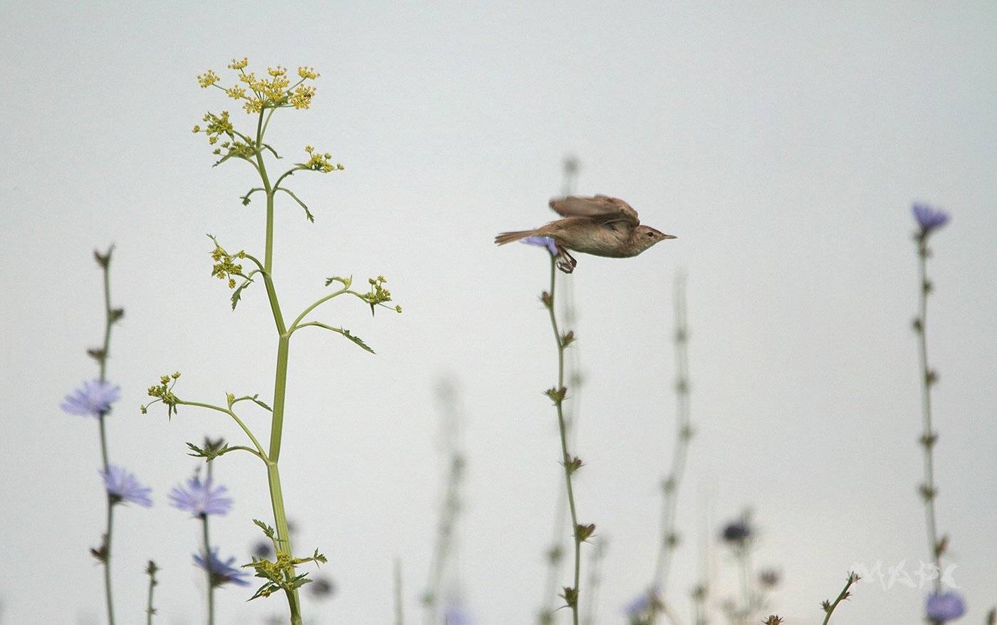 животные птицы лето, Шангареев Марс