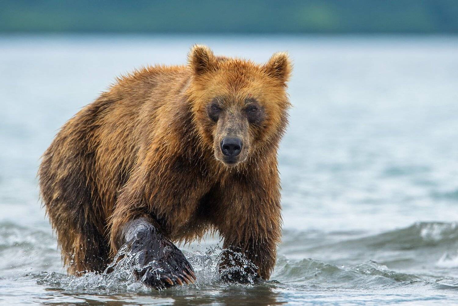 рыбалка, Александр Маркелов