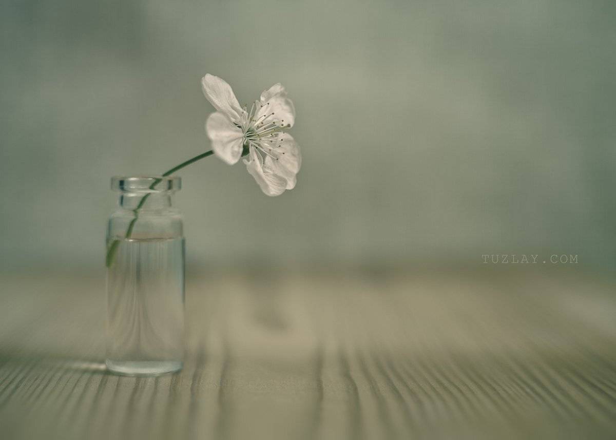 весна во флаконе, пузырек, Владимир Тузлай