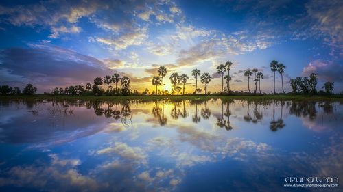 Jaggery tree reflection