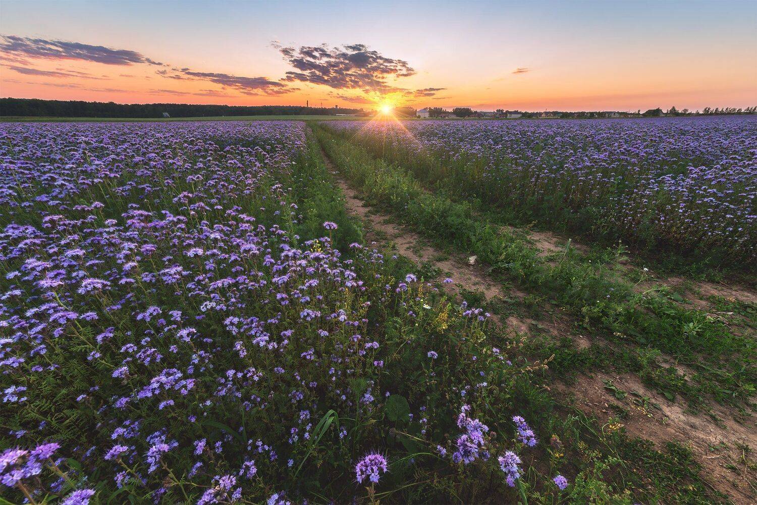 , Михаил Туркеев
