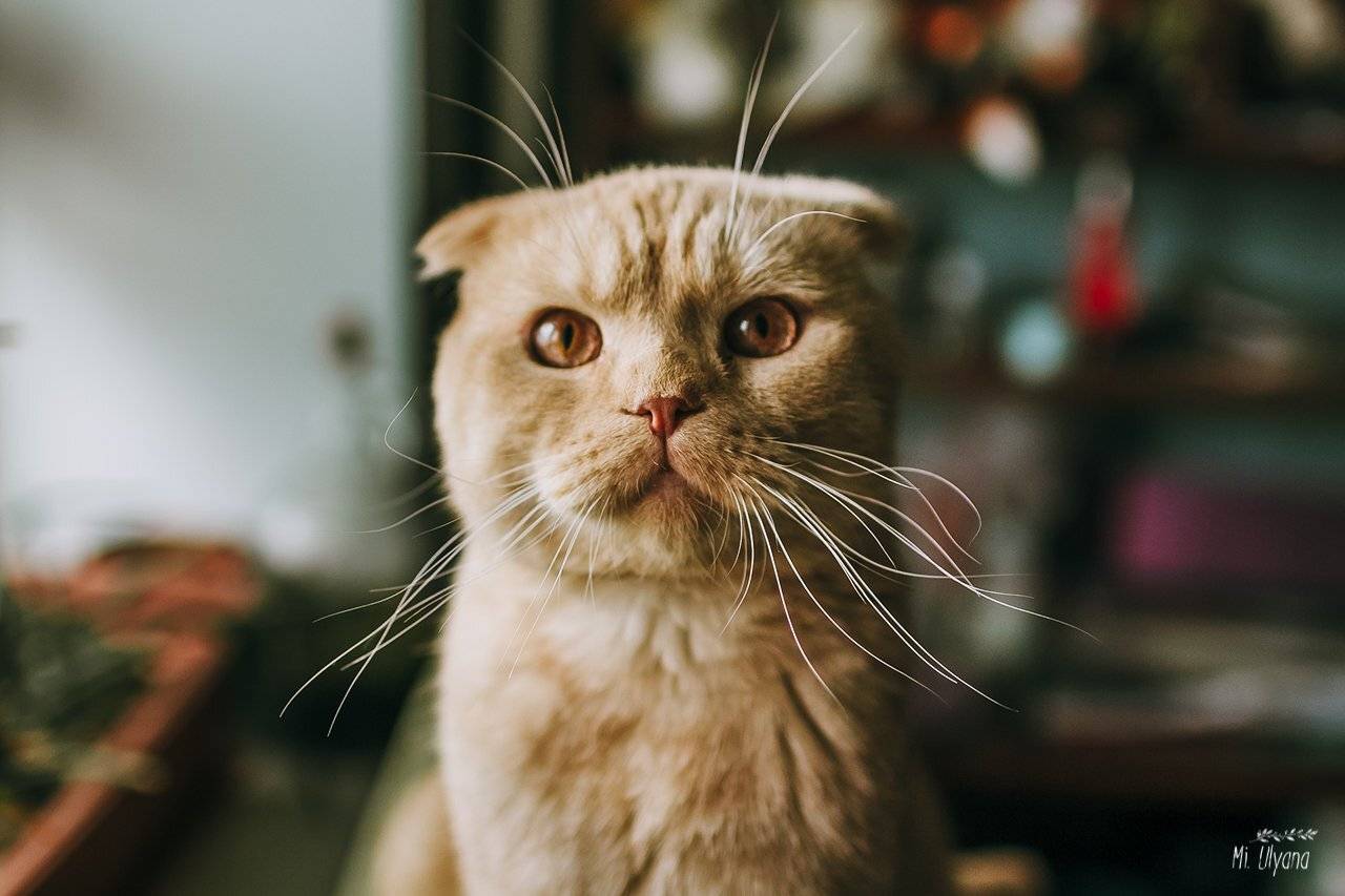 , Ульяна Буканова (Мизинова)