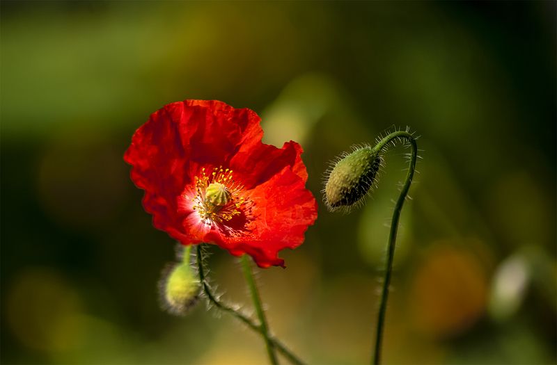 poppy,red,flowers,summer,fields Morning фото превью