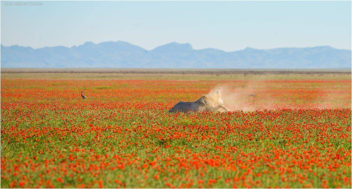 конь, кутыгин, казахстан, маки, мак, цветение, цветут, казахстан, степь, весна, журавль, Кутыгин Эдуард