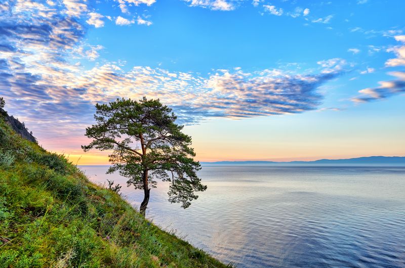 Одинокая сосна фото превью