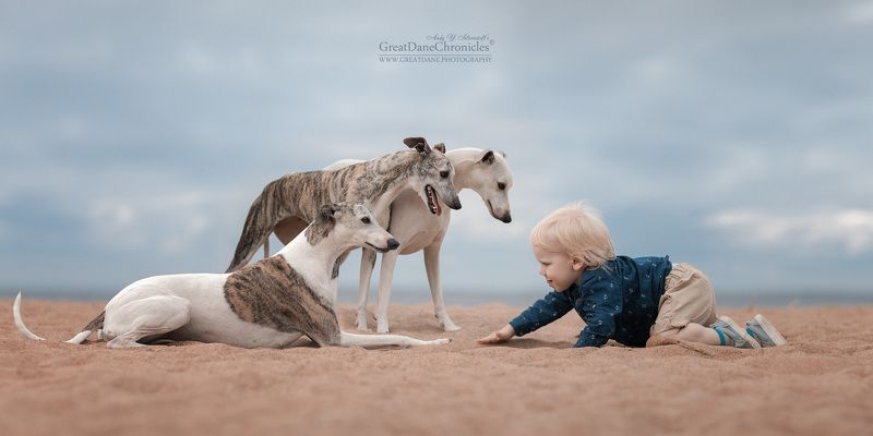 The story about Valentine and his Whippets фото превью