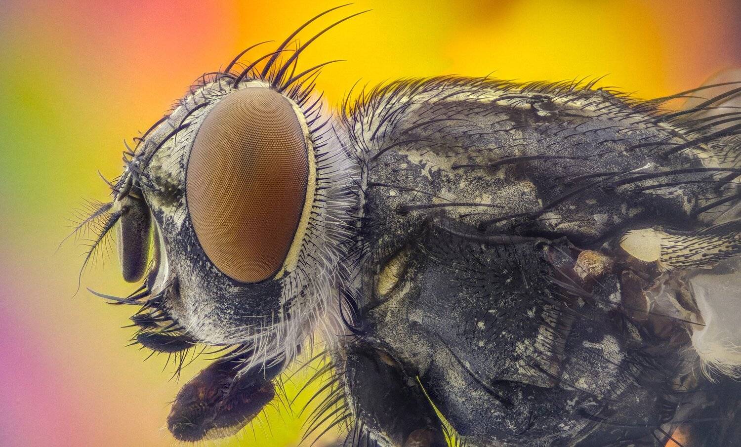 ceclii,macro,lgg4, extremmacro,  макро, Tsvetan Ganev