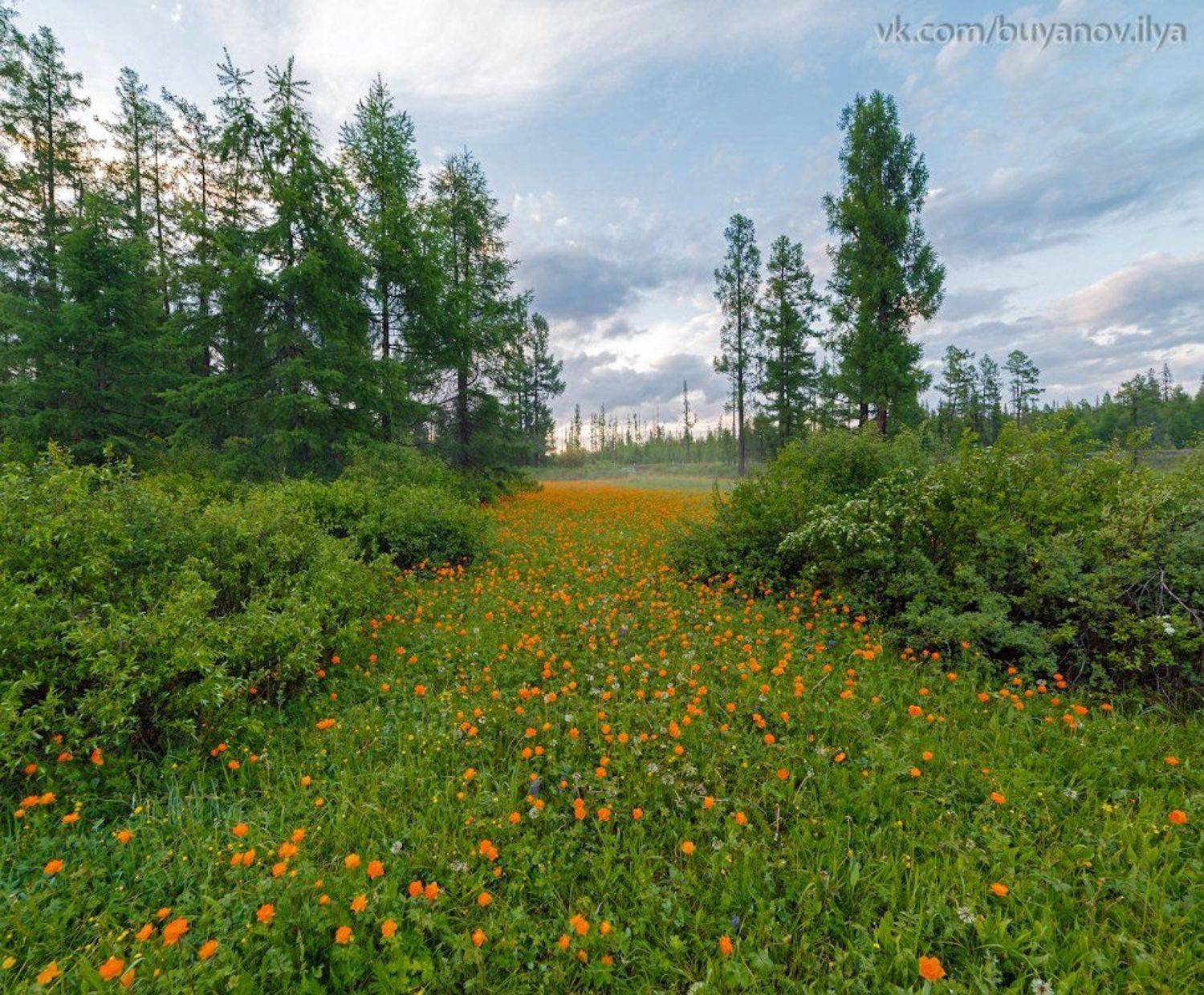 , Илья Буянов