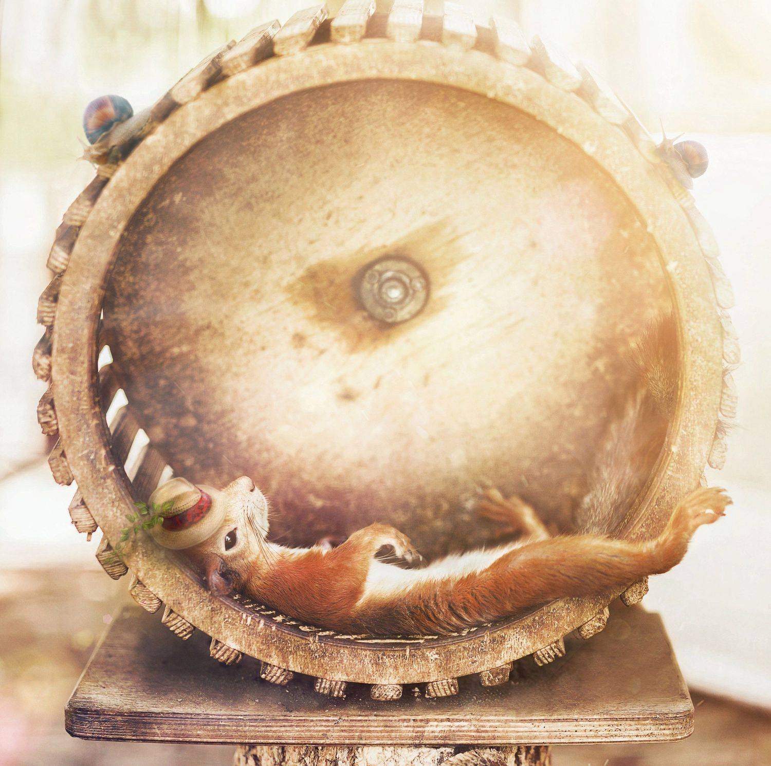 белка,животное,лето, Мария Буданова