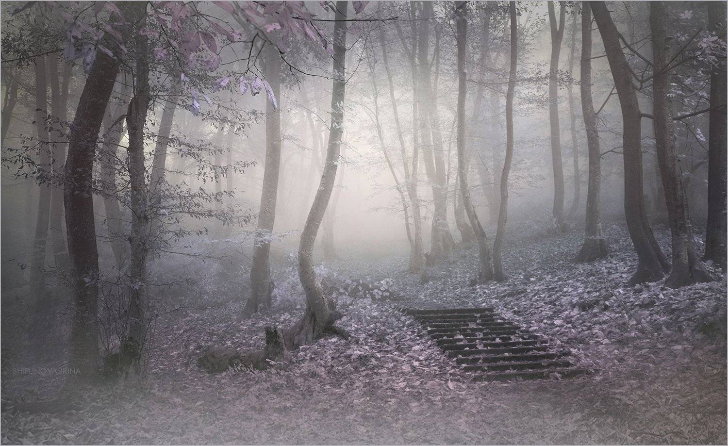 , Шипунова Ирина