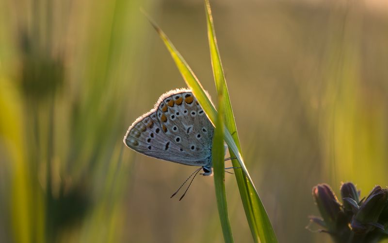 Летний сон фото превью