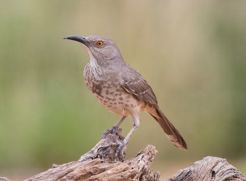 Пятнистый кривоклювый пересмешник -Curve-billed Thrasher