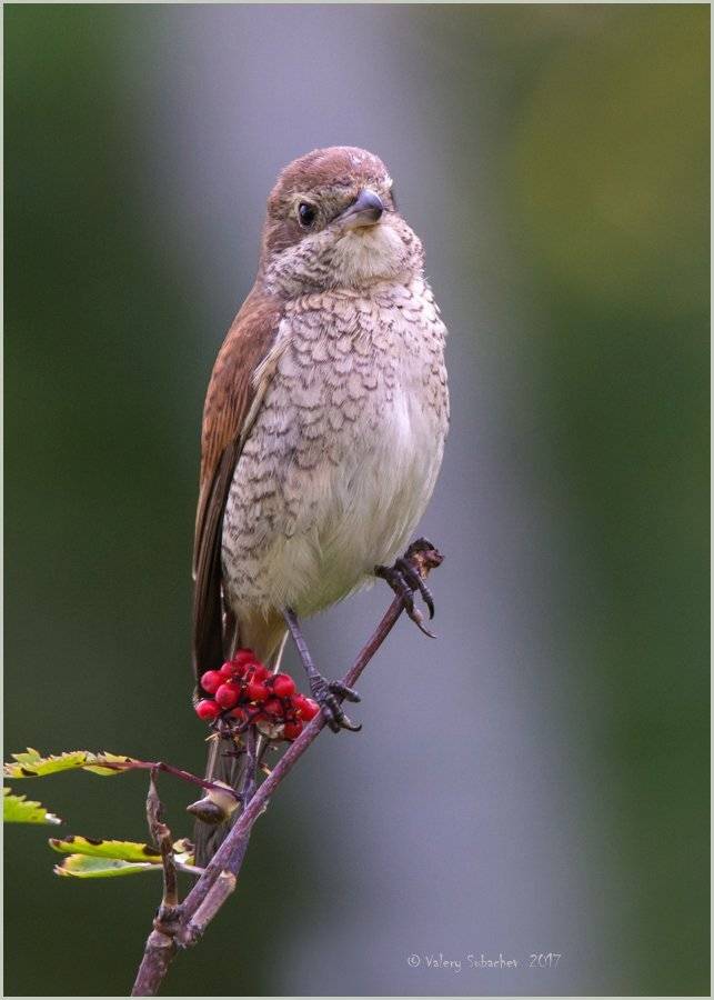 , Валерий Субачев