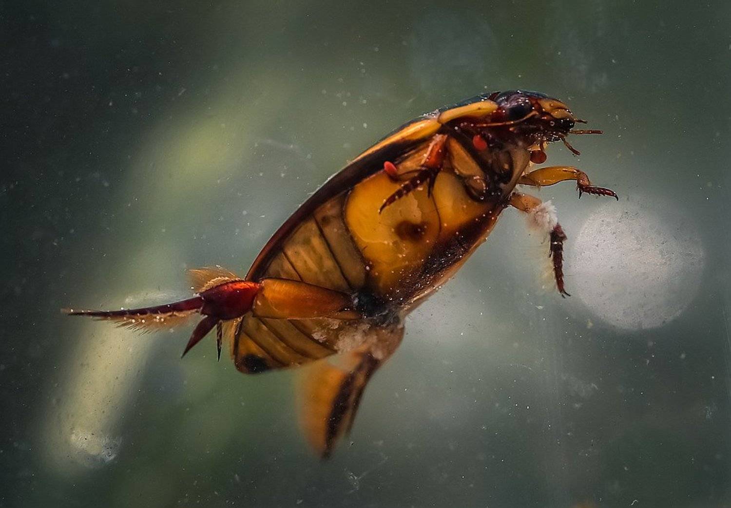 , Вячеслав Мищенко