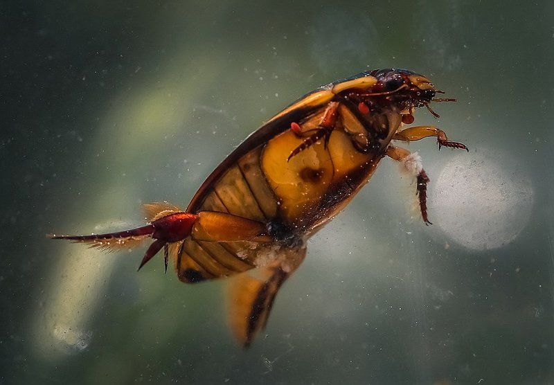 Похищение луны фото превью