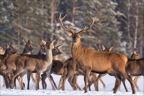 Красноборские сюжеты