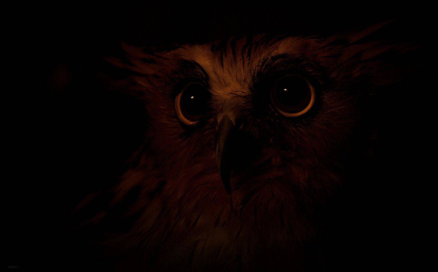 природа, животные, птицы, индонезия, Дмитрий Посевич