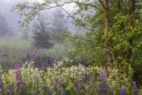 Радости июльского утра