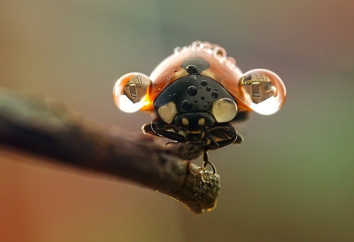 макро,божья коровка,капли, Гарик Соколов