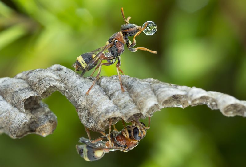 #macro#wasp#waterbubble#reflection#colorss Wasps 170801A фото превью