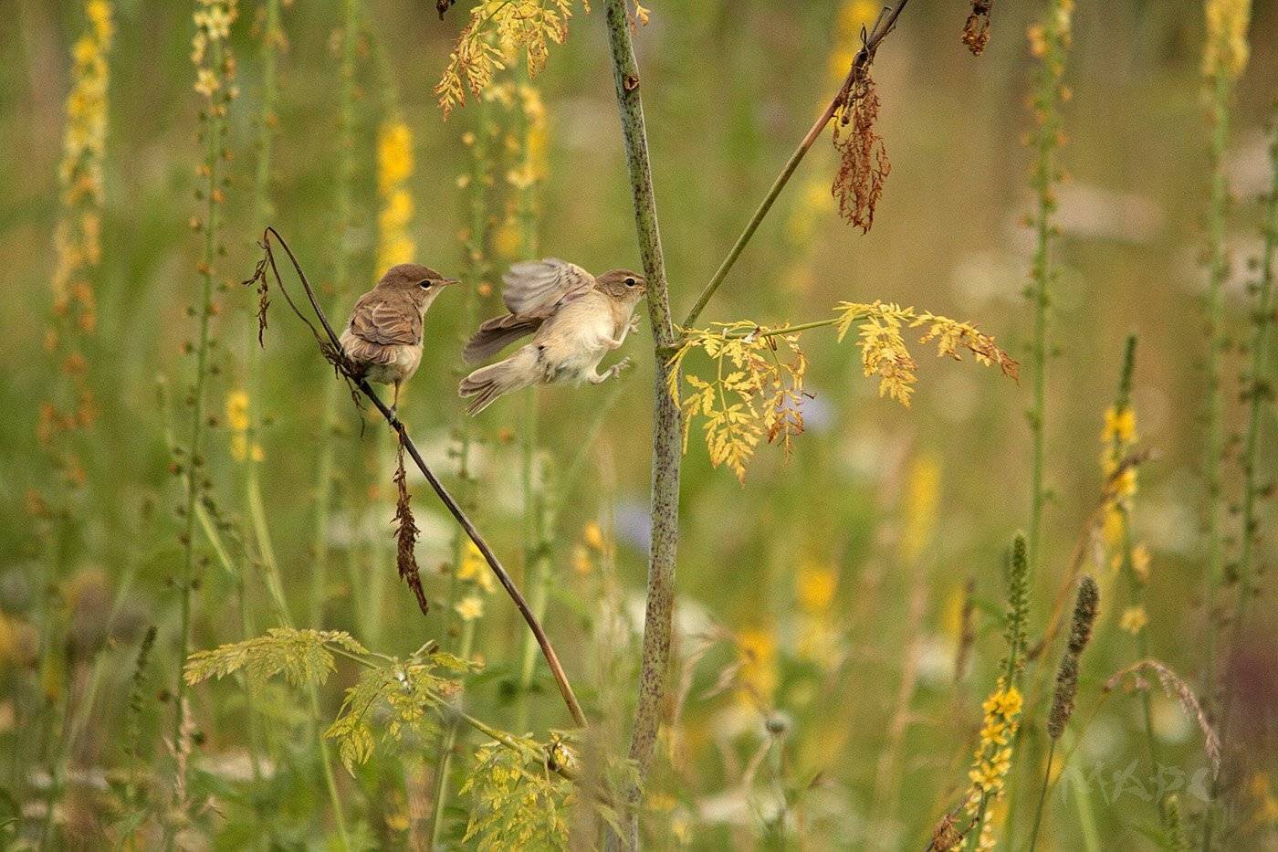 животные птицы птички лето цветы, Шангареев Марс