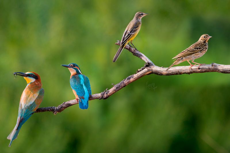 Степные сюрпризы фото превью