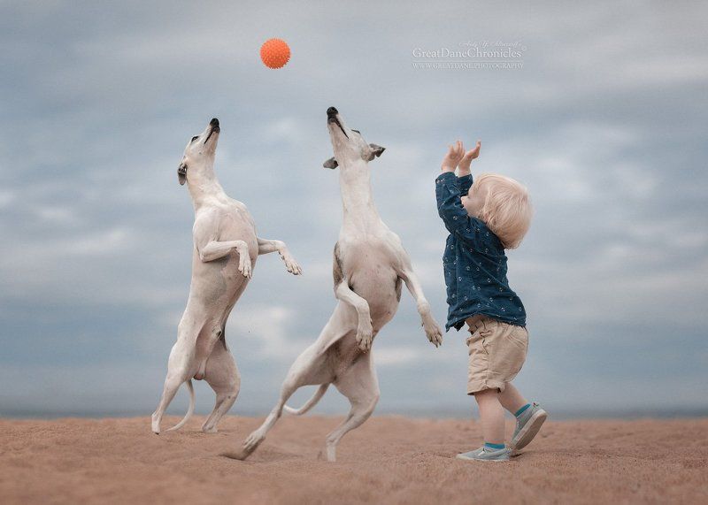 The story about Valentine and his Whippets (2) фото превью