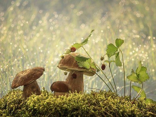 Продолжение грибных историй