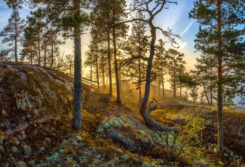 Лесной остров фото превью