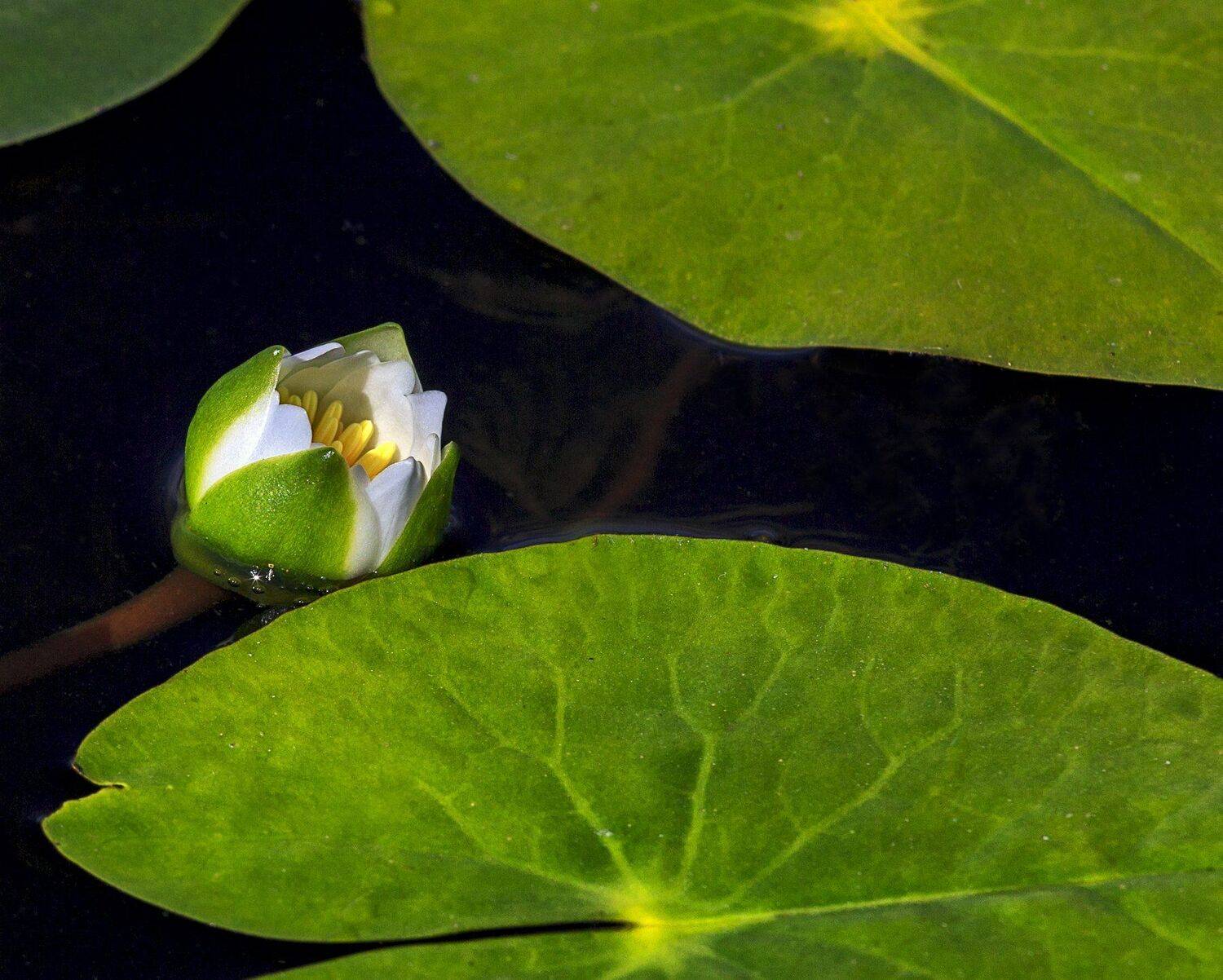 , Михаил Байбородин