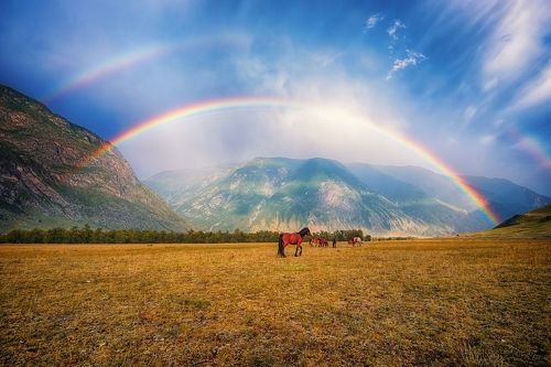 Радужные лошади