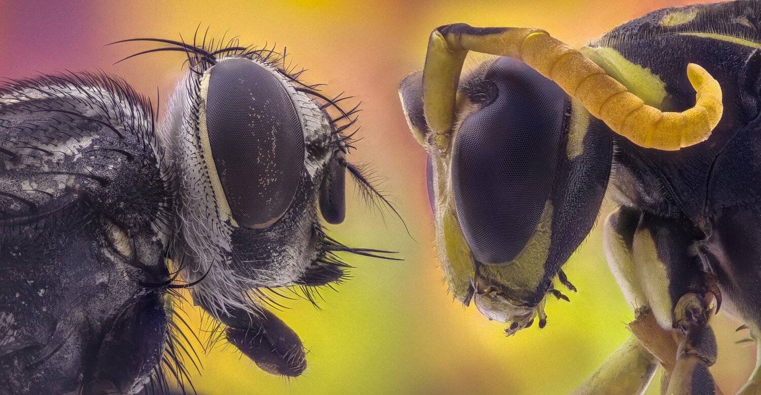 ceclii,macro,lgg4, extremmacro,  макро, Tsvetan Ganev