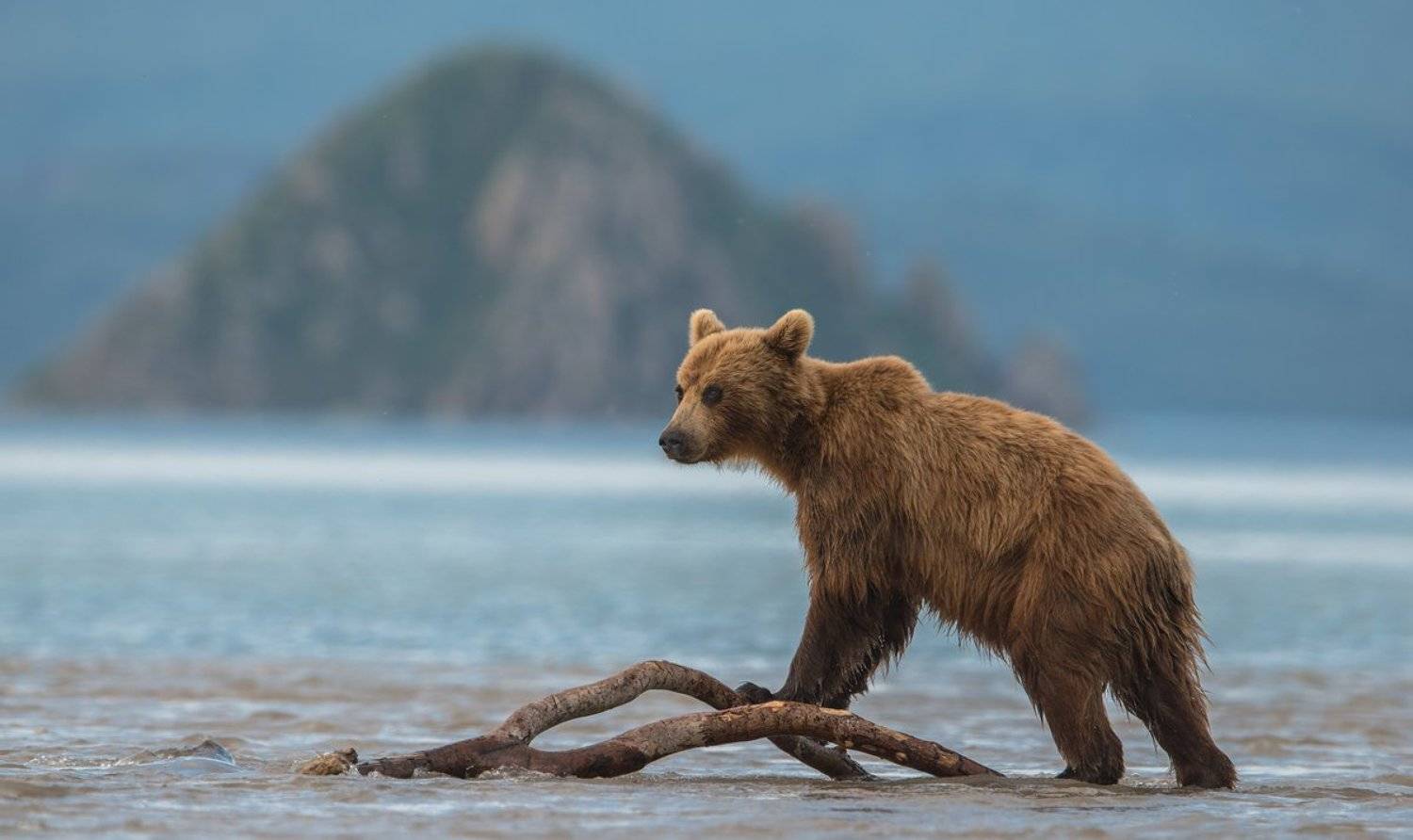 , Александр Маркелов