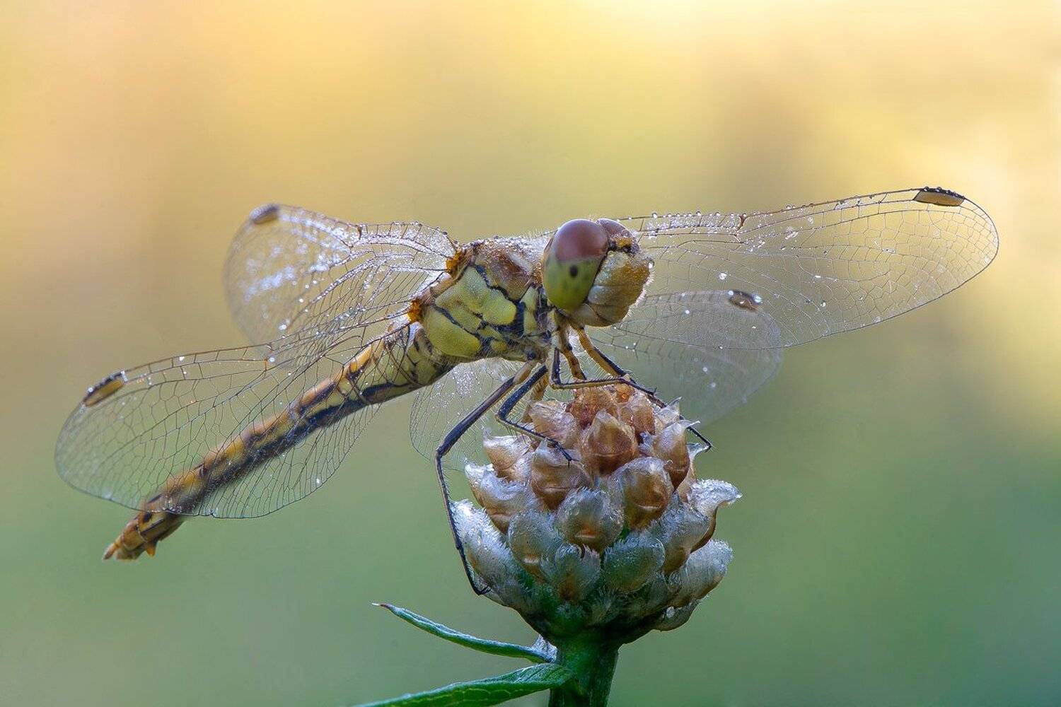 , Кузнецов Дмитрий