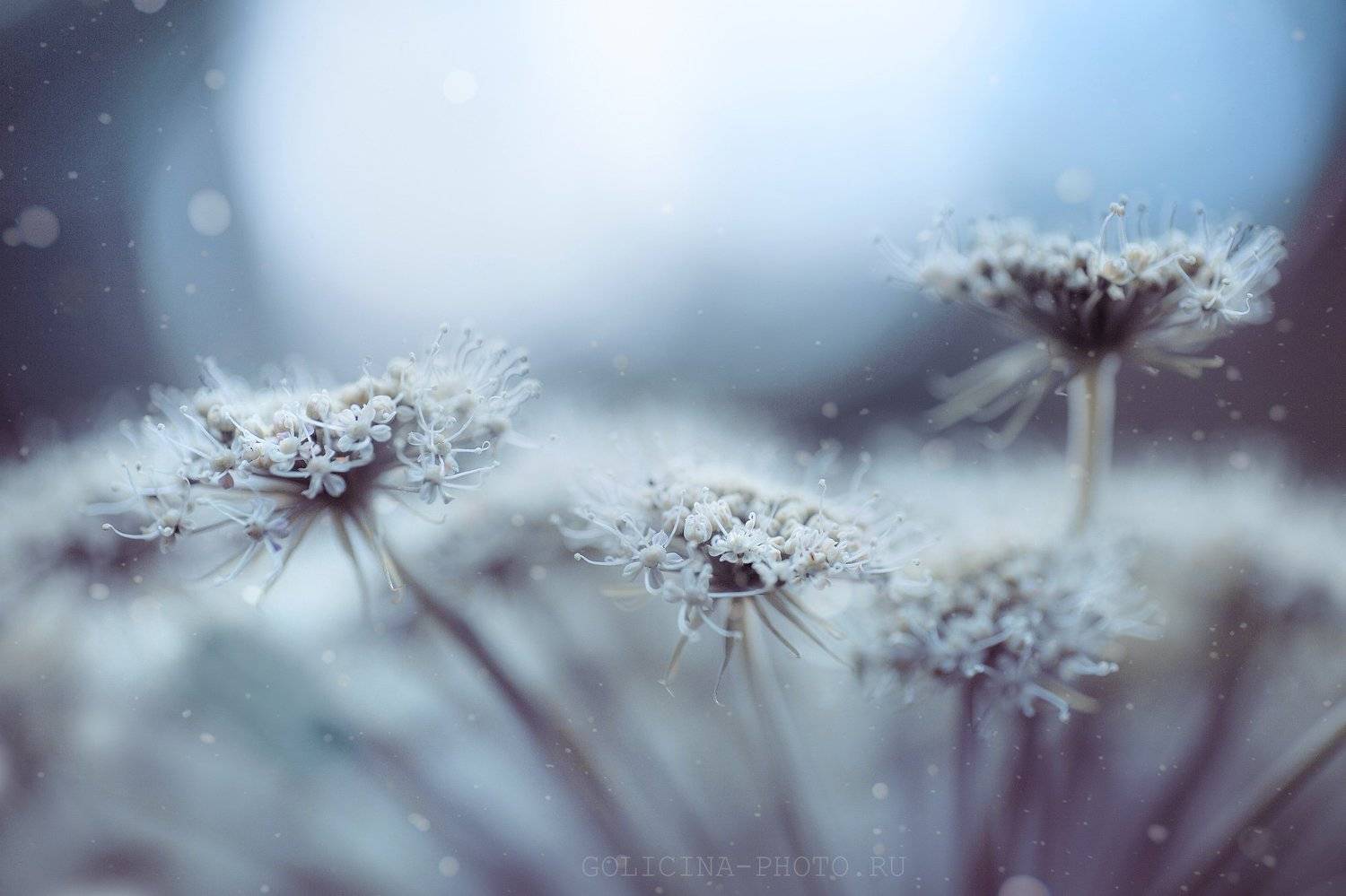 природа, Svetlana Golicyna