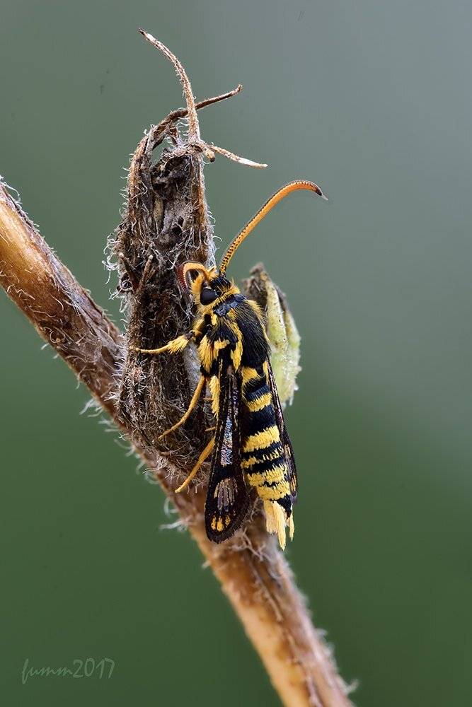 , Игорь ФУММ