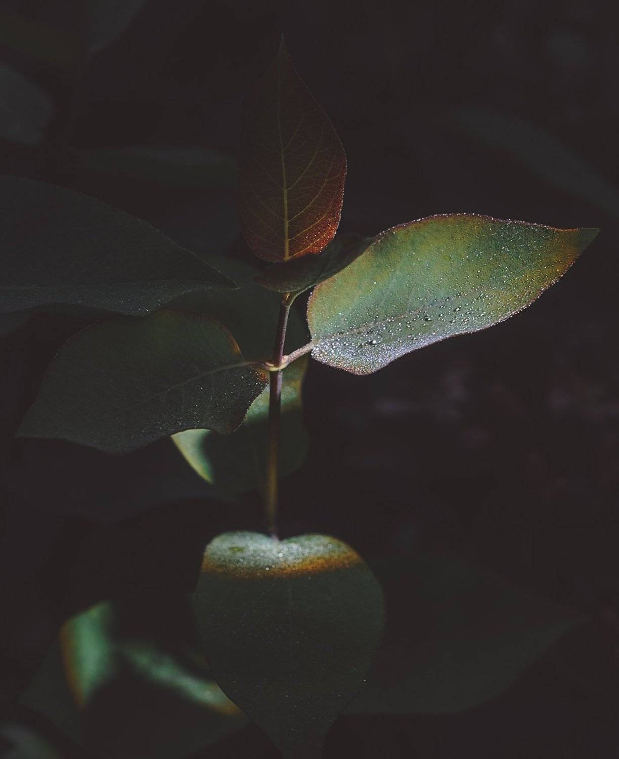 природа, nature, Астрид Екатерина