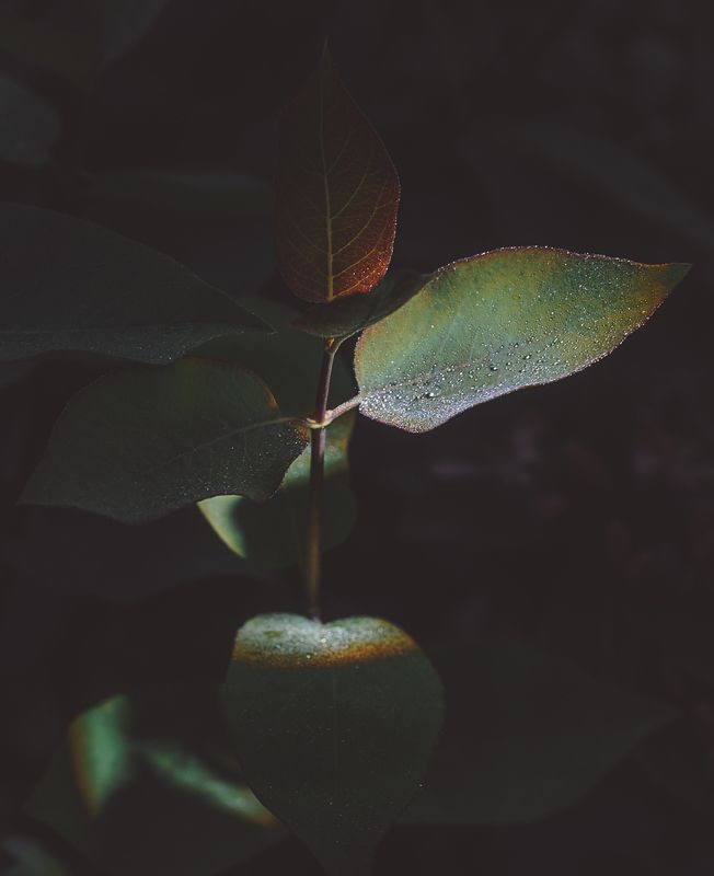 природа, nature morning\'s drops фото превью