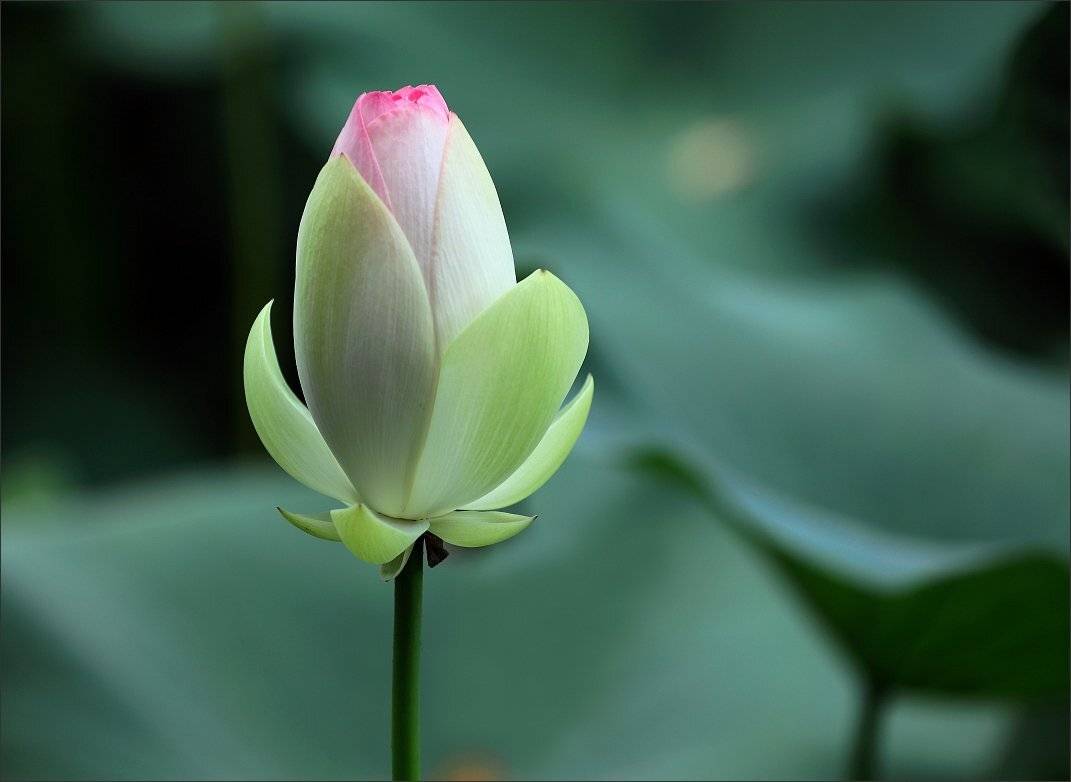 , Сергей Фудиненко