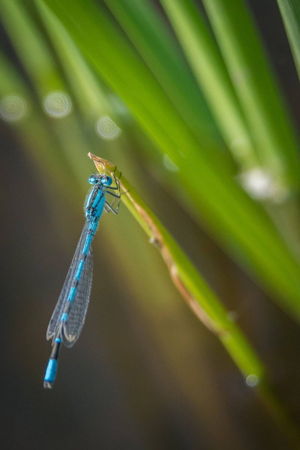 Life of insects. Автор: Сергей Ослопов , Сергей Ослопов