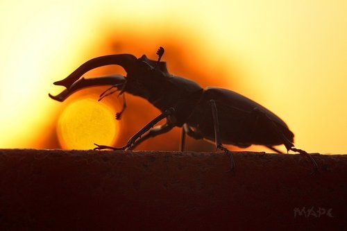 Страж солнца